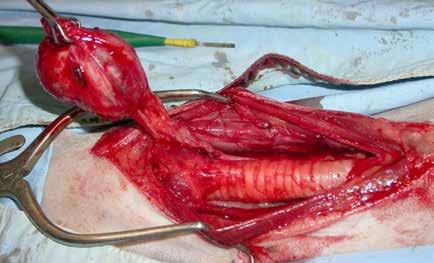 Canine thyroid tumours Figure 10. Thyroidectomy of a movable thyroid carcinoma of the dog of figure 1.