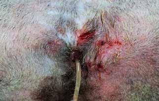 Transpelvic urethrostomy in cats recurrent lower urinary tract obstruction.