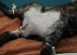 Clinical examination identified severe stenosis of the urethrostomy.
