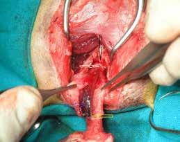 Case 2 A three- year- old DSH male cat was admitted due to micturition disorders. The cat lived indoors, as well as outdoors along with other cats, and was fully vaccinated and dewormed.