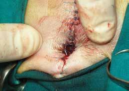 Transpelvic urethrostomy in cats Figure 7. Completion of the suture of the stoma and skin in TPU. Figure 8.