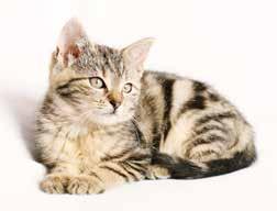 Transpelvic urethrostomy in cats > Discussion For the majority of surgeons, including ourselves, PU, as described by Wilson & Harrison (1971), is the preferred surgical technique to treat the