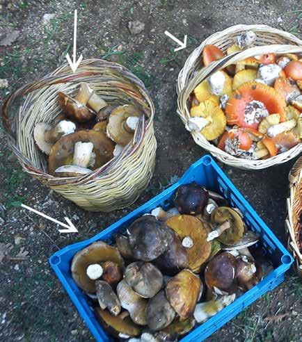 Τοξίκωση από μανιτάρια σε γάτα ταυτόχρονη κατανάλωση των μανιταριών με αλκοολούχα ποτά (τοξίκωση από συνδυασμό κοπρίνης με αλκοόλ), και για αυτό το λόγο η τοξίκωση αυτή αφορά αποκλειστικά αυτόν.