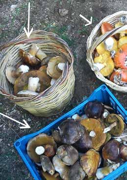 Mushroom intoxication in a cat spp., Clitocybe spp.