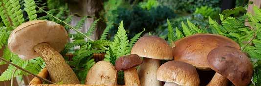 Mushroom intoxication in a cat spp. contain significant amounts of muscarine.
