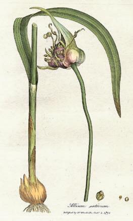 Γένος Allium Liliales (Λειριώδη)