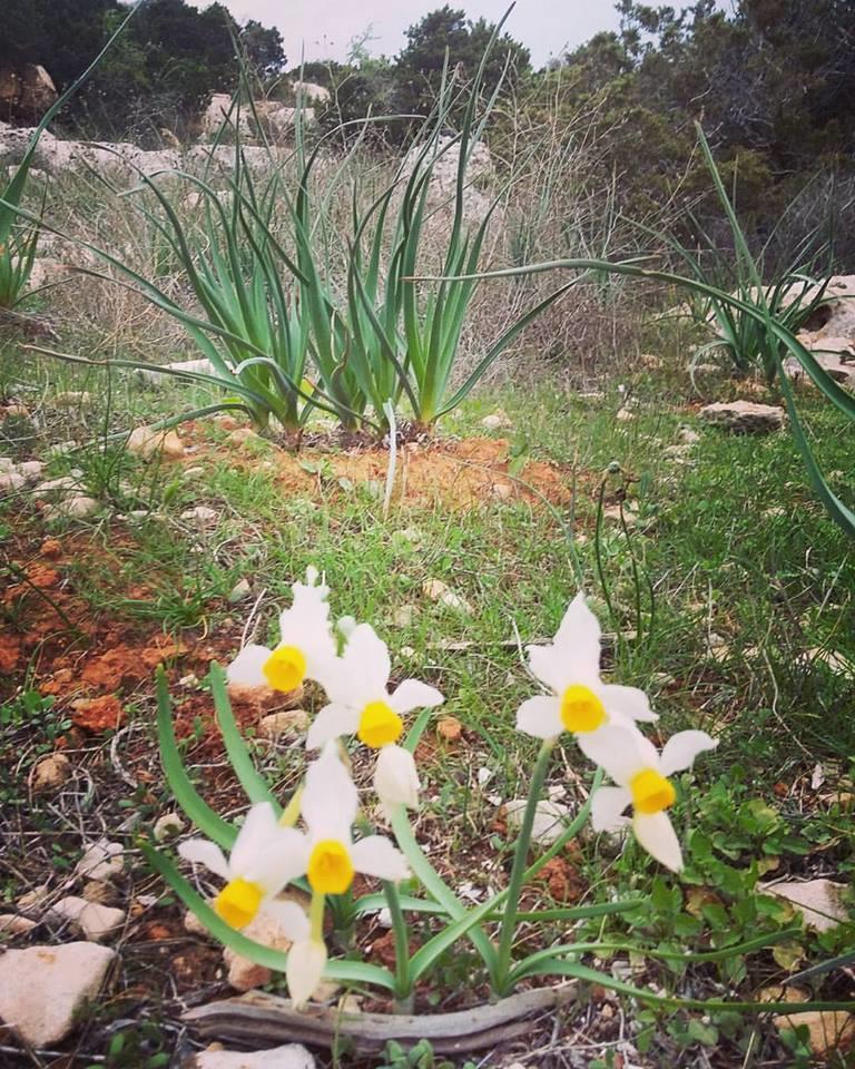 Γένος Narcissus Liliales (Λειριώδη) Amaryllidaceae Narcissus