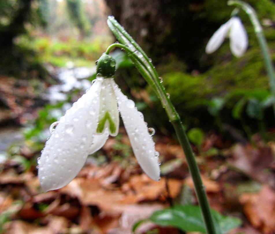 Γένος Galanthus Liliales (Λειριώδη)