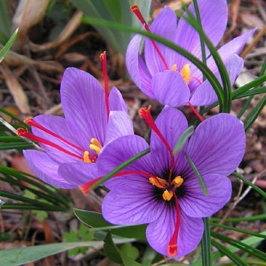 Γένος Crocus Liliales (Λειριώδη) Iridaceae