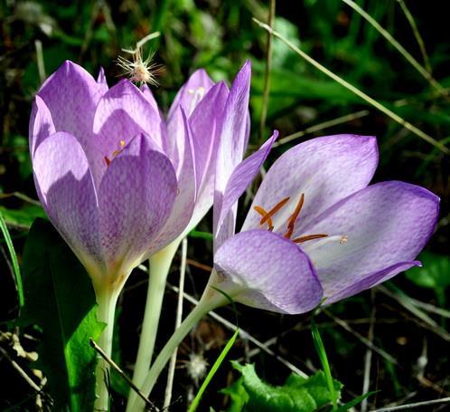 Γένος Colchicum Liliales (Λειριώδη)