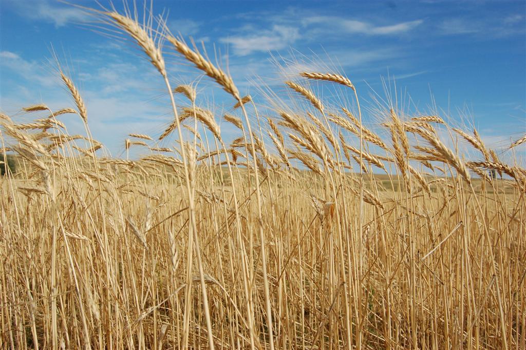 Γένος Triticum Poales Poaceae Triticum Τriticum durum ή σκληρό