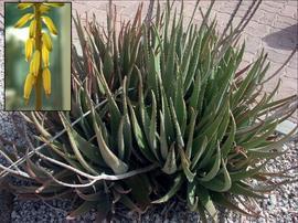 Γένος Aloe Asparagales