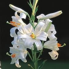 (Λειριοειδή) Lilium