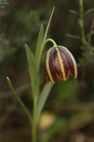 Γένος Fritillaria Liliales (Λειριώδη) Liliaceae