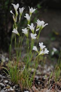 Γένος Gagea Liliales (Λειριώδη) Liliaceae