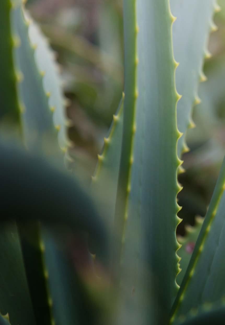 ΠΛΟΥΣΙΑ ΚΑΙ ΑΠΑΛΗ ΠΕΡΙΠΟΙΗΣΗ Aloe Vera Σετ Περιποίησης Σώματος