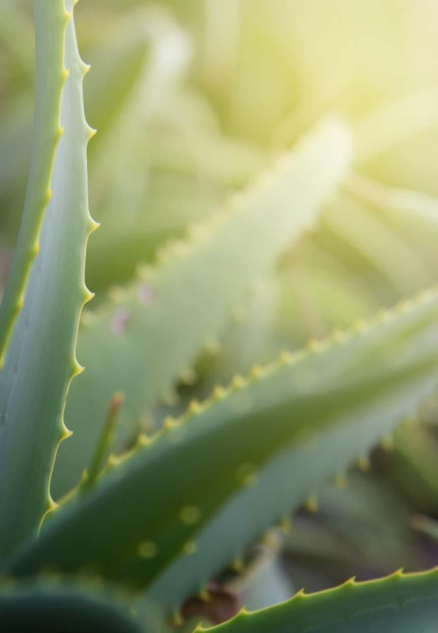 Δροσίζουν και αναζωογονούν την επιδερμίδα Aloe Vera Box ς Περιποίησης ΕΥΕΡΓΕΤΙΚΗ ΖΕΣΤΑΣΙΑ ΚΑΙ ΔΡΟΣΙΣΤΙΚΗ ΑΙΣΘΗΣΗ ΓΙΑ ΤΟ ΣΩΜΑ Aloe Vera