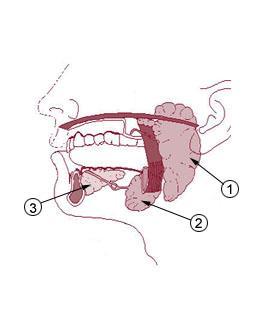 ΣΤΟΜΑ 25 Σίελος 3 είδη σιελογόνων αδένων: παρωτίδα, υπογνάθιος αδένας, υπογλώσσιος αδένας (υπάρχουν και διάσπαρτοι μικροί σιελογόνοι αδένες στο στόμα)