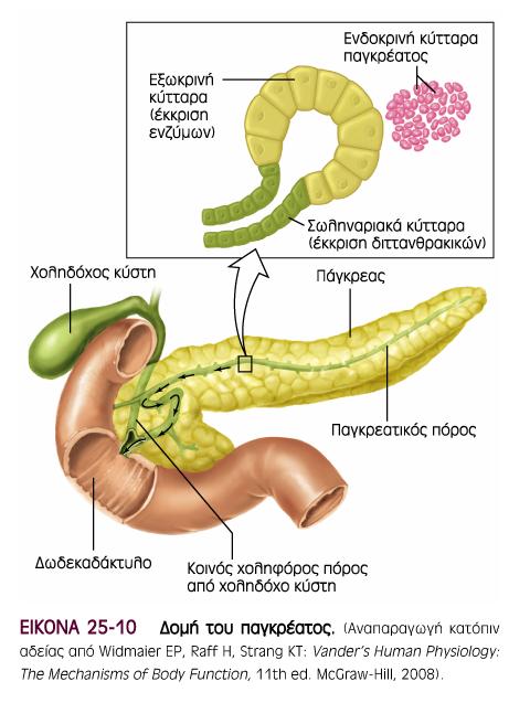 ΠΑΓΚΡΕΑΣ Ενδοκρινείς και εξωκρινείς λειτουργίες Ενδοκρινής δράση (γλυκαγόνη