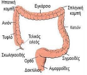 ΠΑΧΥ ΕΝΤΕΡΟ Αποτελείται από το τυφλό, τη σκωληκοειδή απόφυση, το ανιόν, το