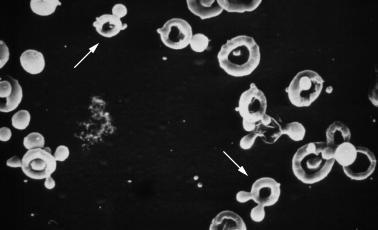 contrast microscopy)