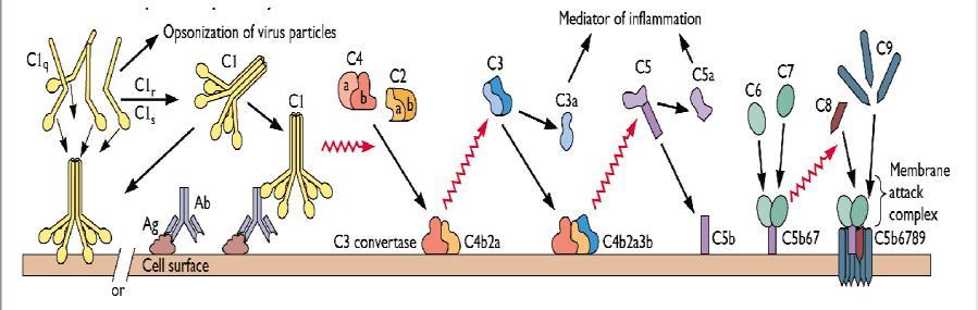 Σρεκαηηζκόο MAC (membrane attack complex) Απειεπζέξσζε