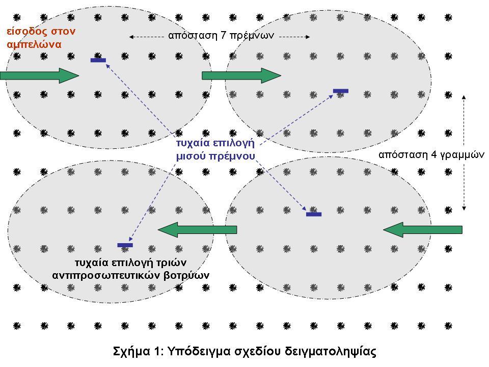 Επιλέγουμε τυχαία μία θέση δειγματοληψίας-παρατήρησης κάθε 3-4 γραμμές και 6-7 πρέμνα.