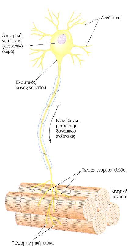 νευρώνει Νευρομυϊκή σύνδεση: η σύναψη