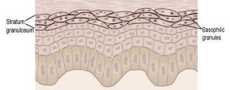2 έως 4 στρώματα κοκκώδων κυττάρων πάχος 3μm ξεκινά η κερατινοποίηση των κερατινοκυττάρων, κατά την οποία λύονται τα οραγανίδιά