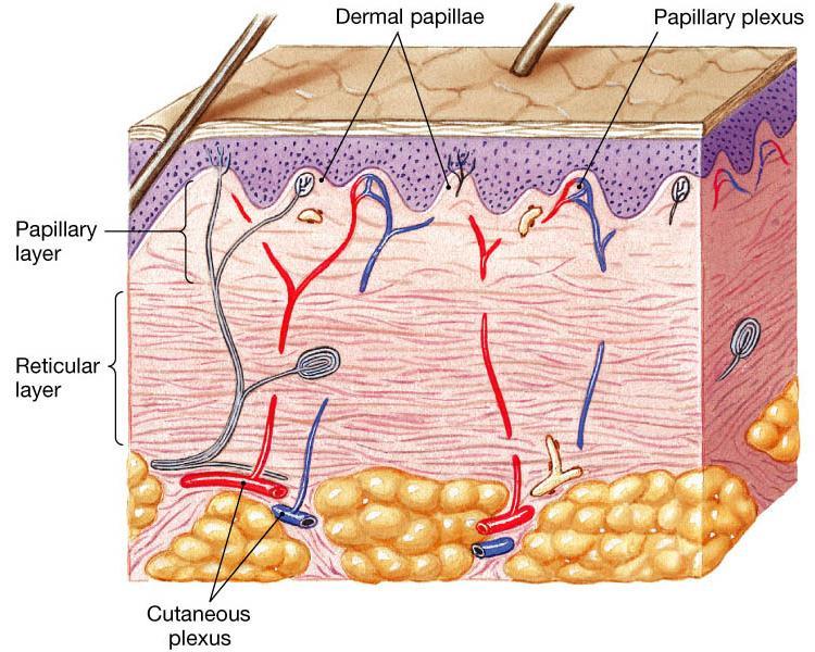 αγγεία, νερό και κύτταρα ίνες κολλαγόνου