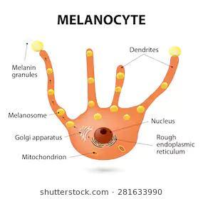 παράγουν και να μεταφέρουν μελανίνη Περιέχουν εξειδικευμένα οργανίδια, τα μελανοσώματα.