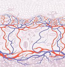 Τα αγγεία του δέρματος (αρτηρίες-φλέβες-τριχοειδή) δημιουργούν 2 κύρια οριζόντια πλέγματα εν τω