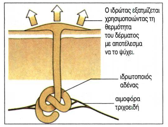 του χορίου και ο εκφορητικός πόρος διασχίζει το θηλώδες