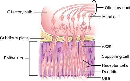 Οσφρητικά-νευρικά κύτταρα (σε περιφέρεια) 20 οσφρητικά νημάτια δια των