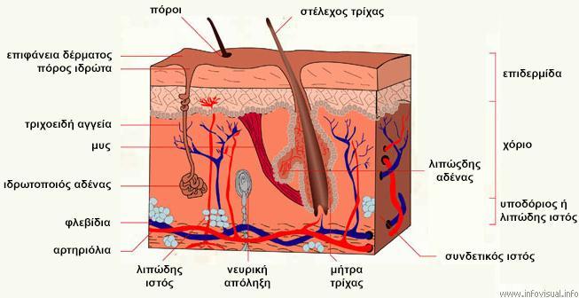 (ανακλαστική ικανότητα και στηρικτικός