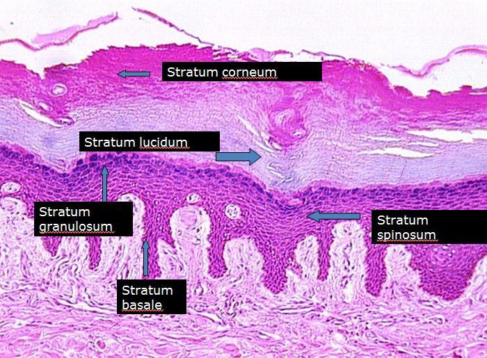 2. διαυγής στιβάδα (stratum