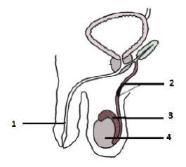 στ) Να ονομάσετε τα μέρη του γεννητικού συστήματος του άντρα που δείχνουν οι ενδείξεις 1 4 στο πιο κάτω σχεδιάγραμμα: 1:.. 2:.. 3:... 4:.. ζ) Να γράψετε δύο λειτουργίες του οργάνου με τον αριθμό 3:.