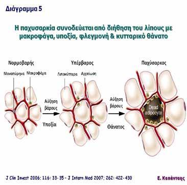 Το γεγονός αυτό προκάλεσε το ενδιαφέρον να μελετηθούν και νεότεροι, πλέον ειδικοί παράγοντες φλεγμονής, καθώς και η σχέση τους με την παχυσαρκία.