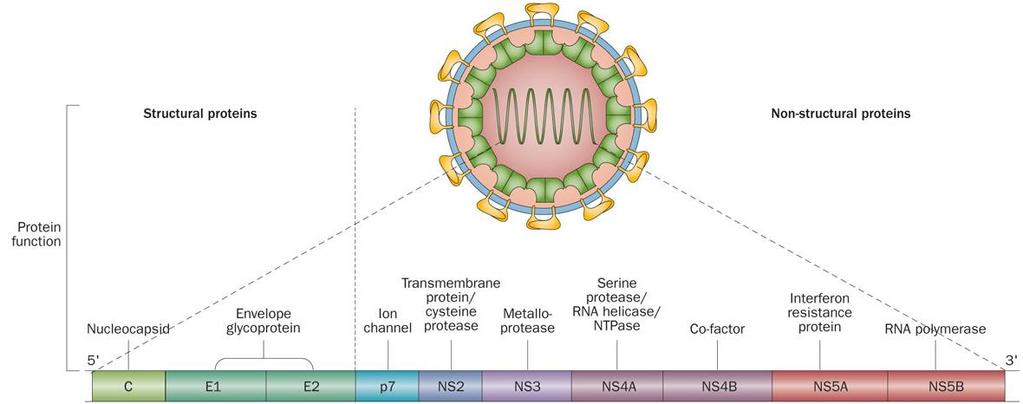 Hepatitis C Virus Genome Morales, J.