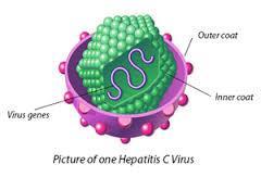 Which cancer? How? Who? Hepatocellular carcinoma HCV core protein interferes with p53 (tumor suppressor gene) Anyone!