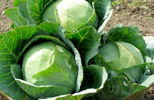 ΛΑΧΑΝΟ Βοτανική ταξινόμηση: Brassica oleracea var.