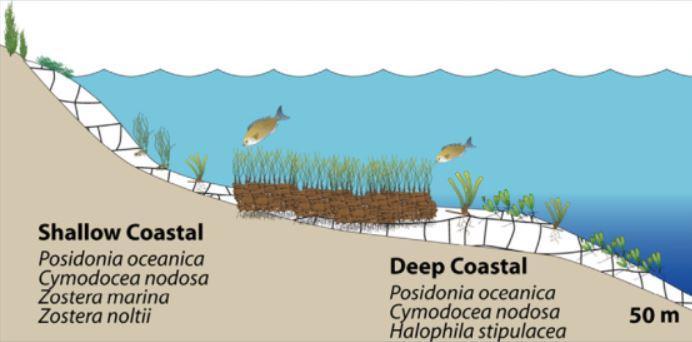 Poseidonia Oceanica Μεγαλύτερο βάθος ανάπτυξης ποσοστό του φωτός που φτάνει στον πυθμένα Μικρότερο βάθος ανάπτυξης δυναμικές θαλάσσιες συνθήκες Βάθη: 1-50m (sublittoral zone-1-35m) Τα λιβάδια