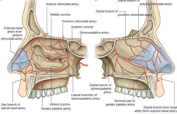 ιγμόρειο άντρο, και η έσω καρωτίδα, μέσω της οφθαλμικής και εν συνεχεία μέσω των πρόσθιων ηθμοειδών (για την αιμάτωση του πρόσθιου άνω τμήματος του ρινικού διαφράγματος, του άνω τμήματος της