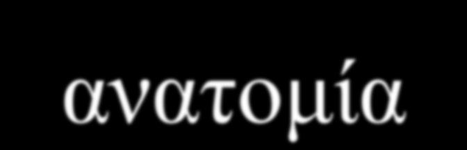 Τοπογραφική ανατομία 1.