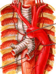Αγγειακές δομές θώρακος Αορτή και αρτηριακοί