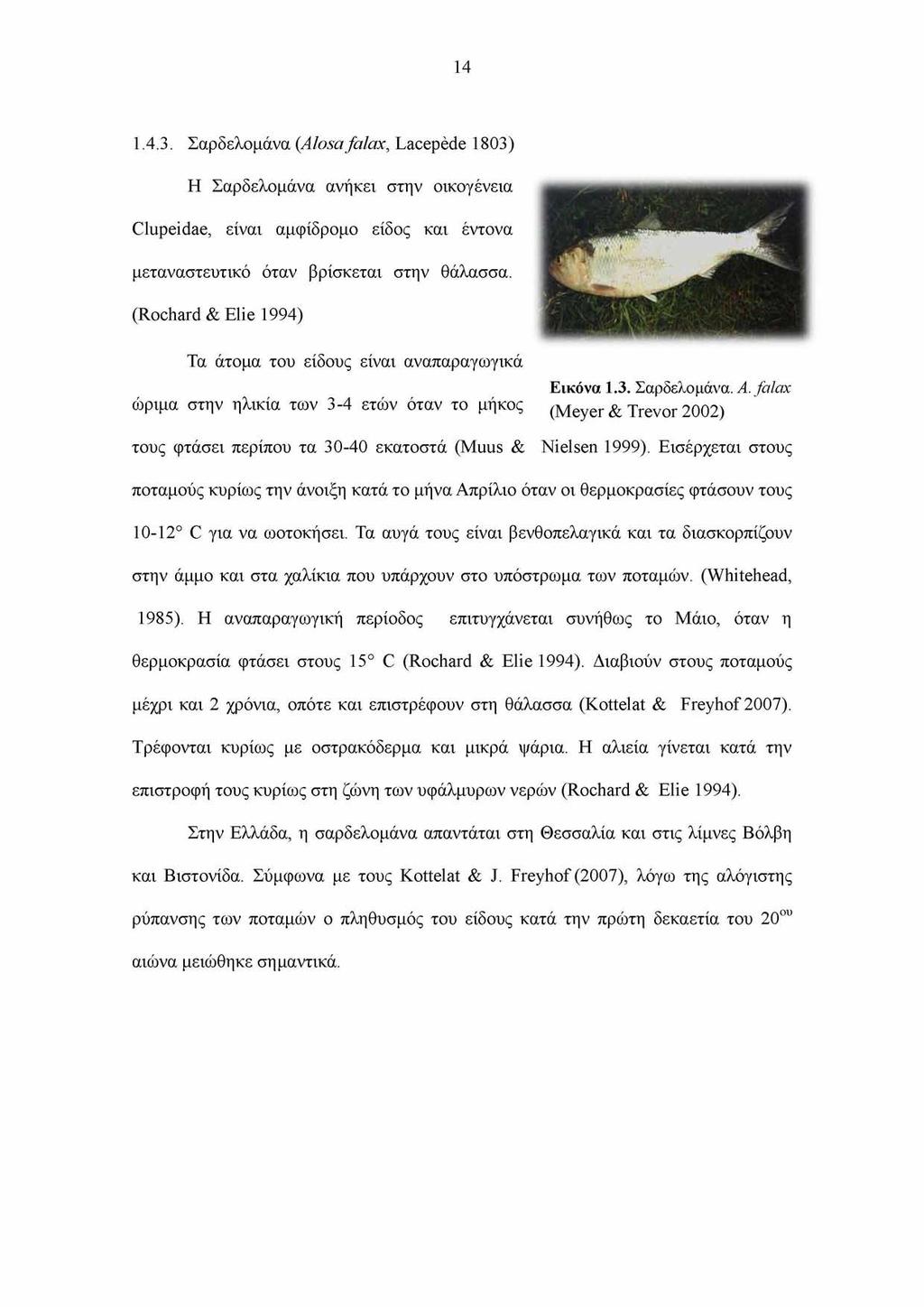 14 1.4.3. Σαρδελομάνα (Alosafalax, Lacepede 1803) Η Σαρδελομάνα ανήκει στην οικογένεια Clupeidae, είναι αμφίδρομο είδος και έντονα μεταναστευτικό όταν βρίσκεται στην θάλασσα.
