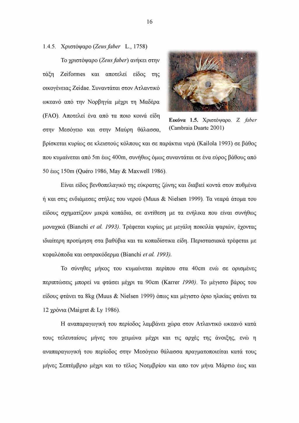 16 1.4.5. Χριστόψαρο (Zeus faber L., 1758) Το χριστόψαρο (Zeus faber) ανήκει στην τάξη Zeiformes και αποτελεί είδος της οικογένειας Zeidae.