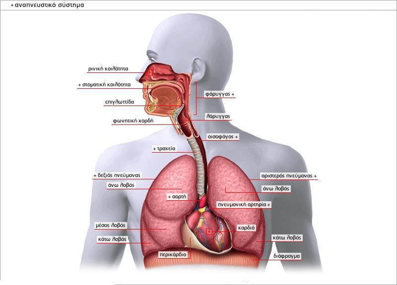ΑΝΑΠΝΕΥΣΤΙΚΟ ΣΥΣΤΗΜΑ Οξυγόνο ουσιώδες για τη ζωή Αποτελείται από Στόμα Μύτη Φάρυγγα Επιγλωττίδα Λάρυγγα