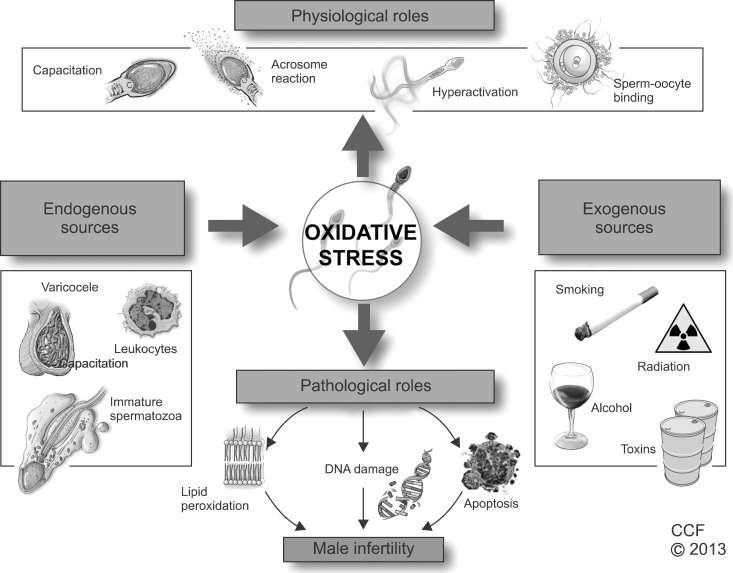 Παθοφυσιολογία του οξειδωτικού stress (OS)