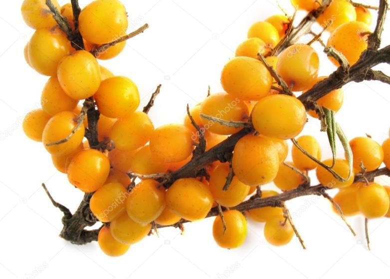 ΙΠΠΟΦΑΕΣ (Hippophae rhamnoides) Τα εκχυλίσματά του έχουν